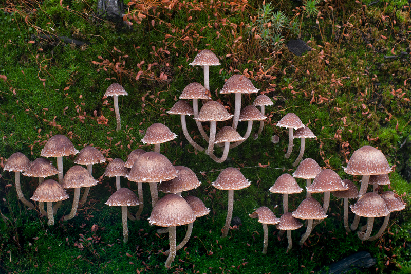 Psathyrella pennata